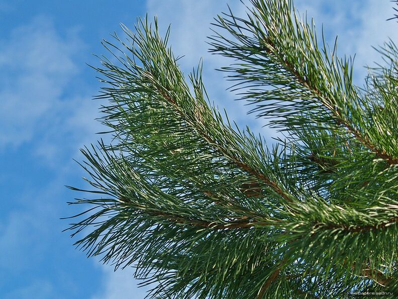 agujas para el tratamiento de la osteocondrosis cervical