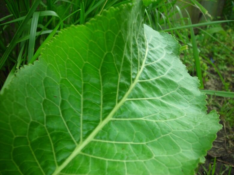 rábano picante para la osteocondrosis cervical